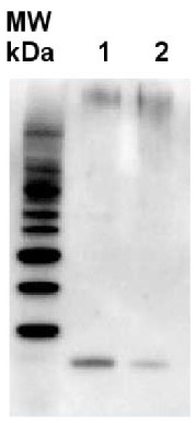 RbcS | Rubisco small subunit (SSU) in the group Antibodies Plant/Algal / Photosynthesis / RUBISCO/Carbon metabolism at Agrisera AB (Antibodies for research) (AS07 259)